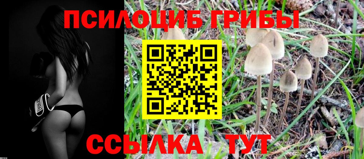 Галлюциногенные грибы Psilocybine cubensis Пыть-Ях